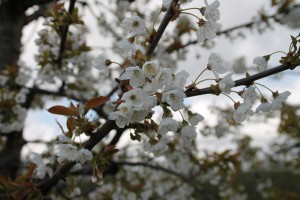 Kirschblüte  