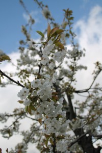 Kirschblüte  